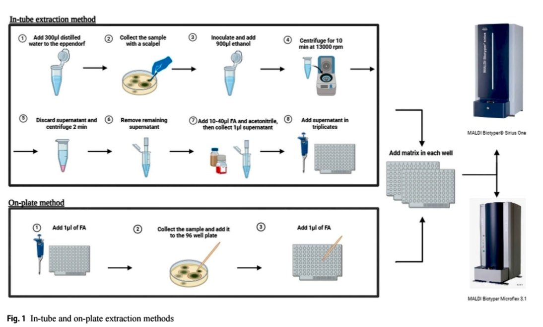 ¿Cómo identificar #HONGOS filamentosos de forma rápida y precisa en el laboratorio? 🔬 Un nuevo estudio compara los sistemas MALDI-TOF MS y con resultados interesantes para la micología clínica. 🧵👇

​1️⃣ El reto: Identificar mohos es difícil y lento. El estudio evaluó los