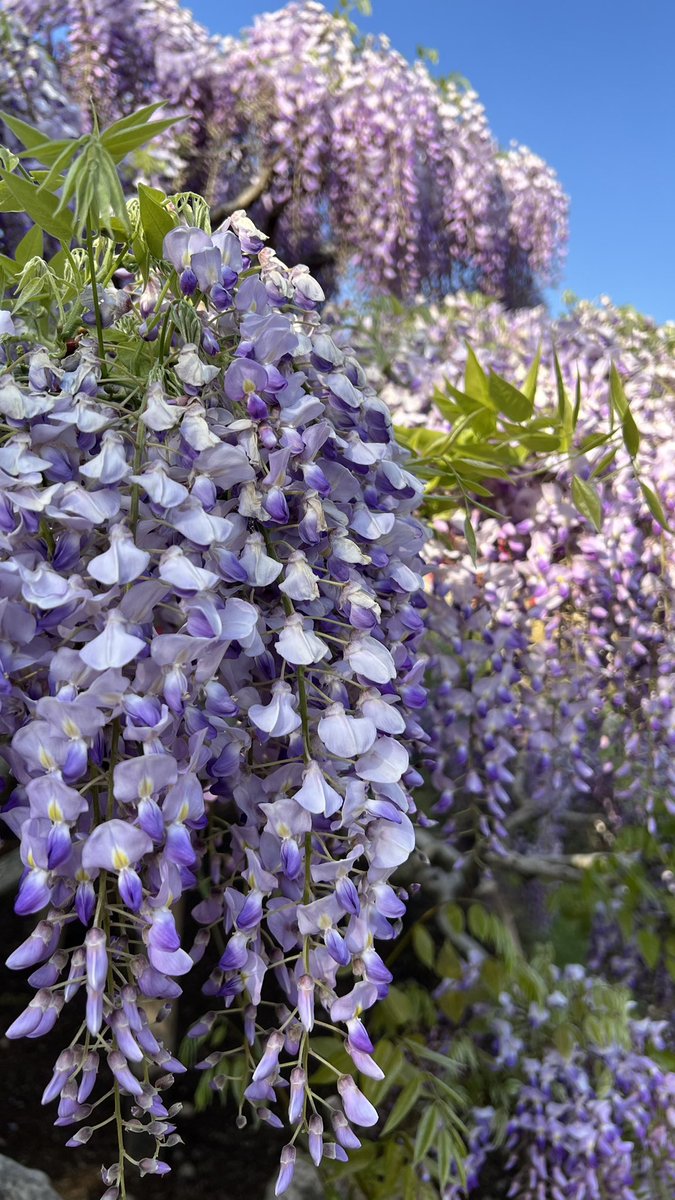 那須男 塩原 tweet media