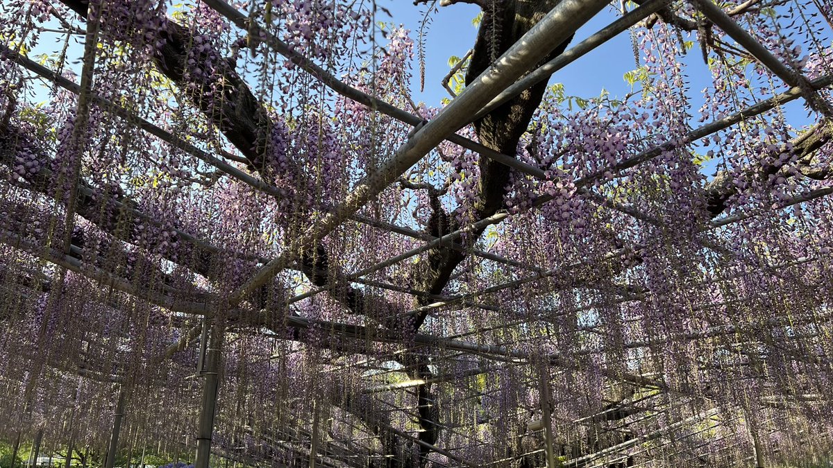 那須男 塩原 tweet media