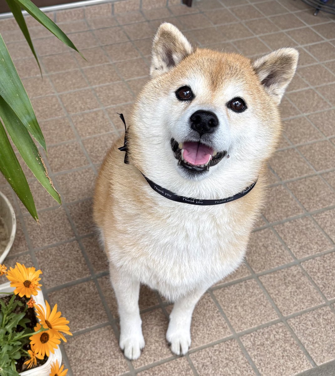 💖柴diary💝 tweet media