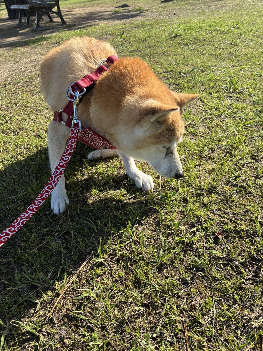 ぱんだこ tweet media