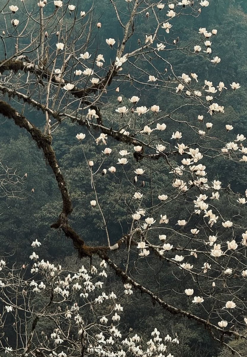 iamsayedul tweet media