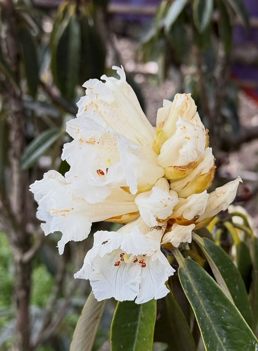 iamsayedul tweet media