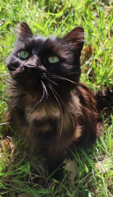 MissingTarn81's tweet image. 16.04.26 Trouvée chatte noire, poils longs, à Saint Germain des Prés. Contact ici : petalertglobal.com/pet/3560331?fb… #Tarn #chat