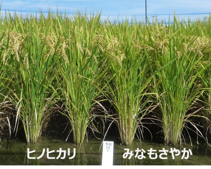農研機構プレスリリース 🌱2026年4月14日】 高温に強い水稲新品種