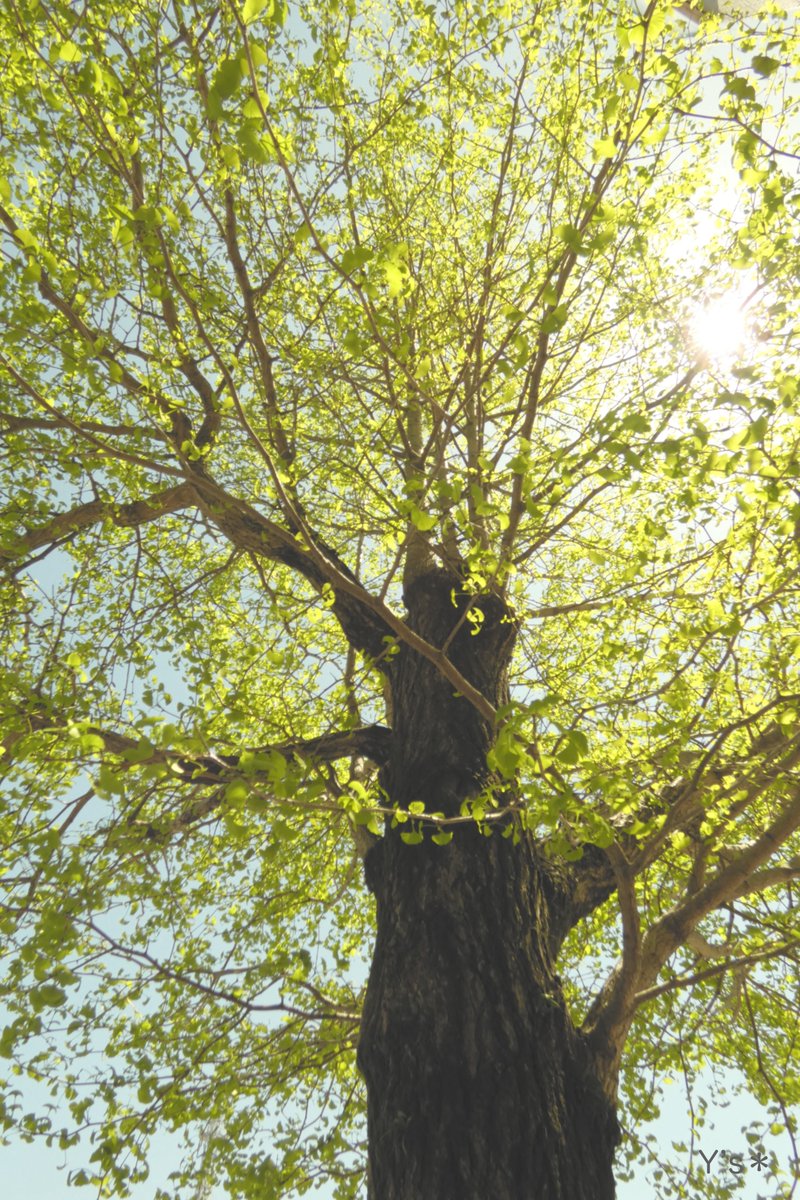 よしちゃんの まーるい暮らしに移行している 超個人的な過程 🐾 の記録 &つぶやき〜(^-^)♪ tweet media
