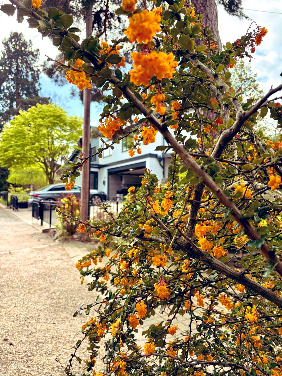 barbosavl's tweet image. Good morning with a beautiful Darwin's barberry scene in a street near the woods to brighten up any dull day.
#gardens #Berberisdarwinii #flowers #FlowerPhotography