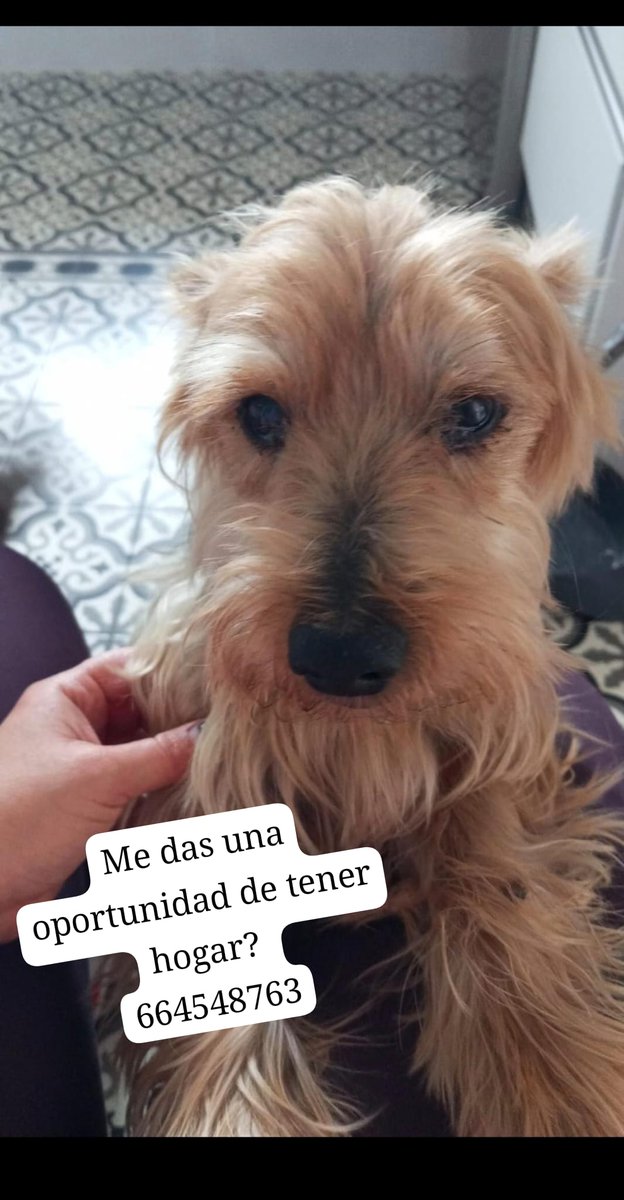 silvia mensegar tweet media