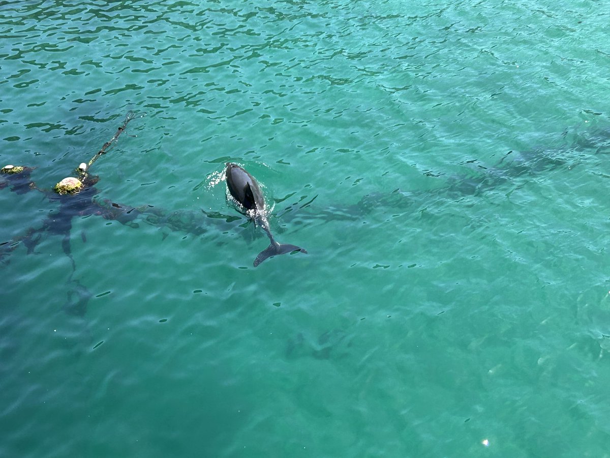 しろくもない tweet media