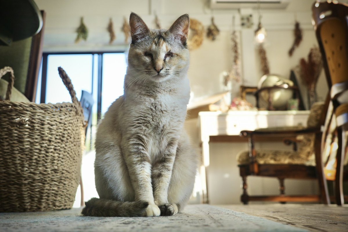 ミキオ tweet media