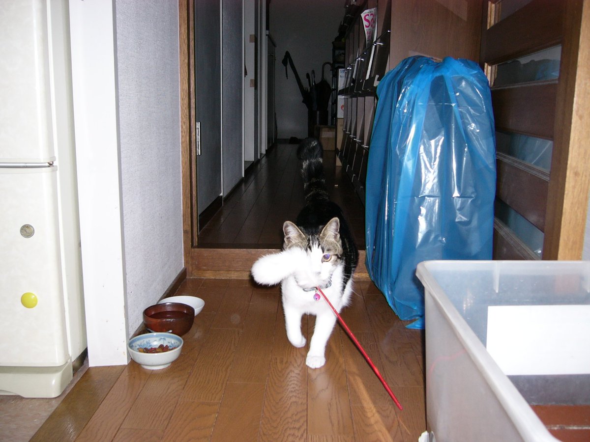 えむねふぉ🐱😺😼🙀 tweet media