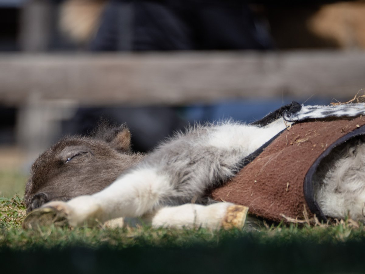 トロすけ＠ミニチュアホースの日常を撮る人 tweet media