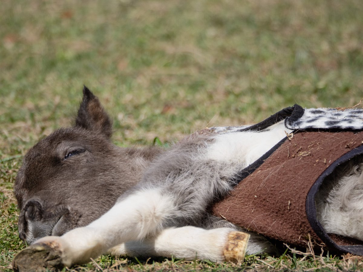 トロすけ＠ミニチュアホースの日常を撮る人 tweet media