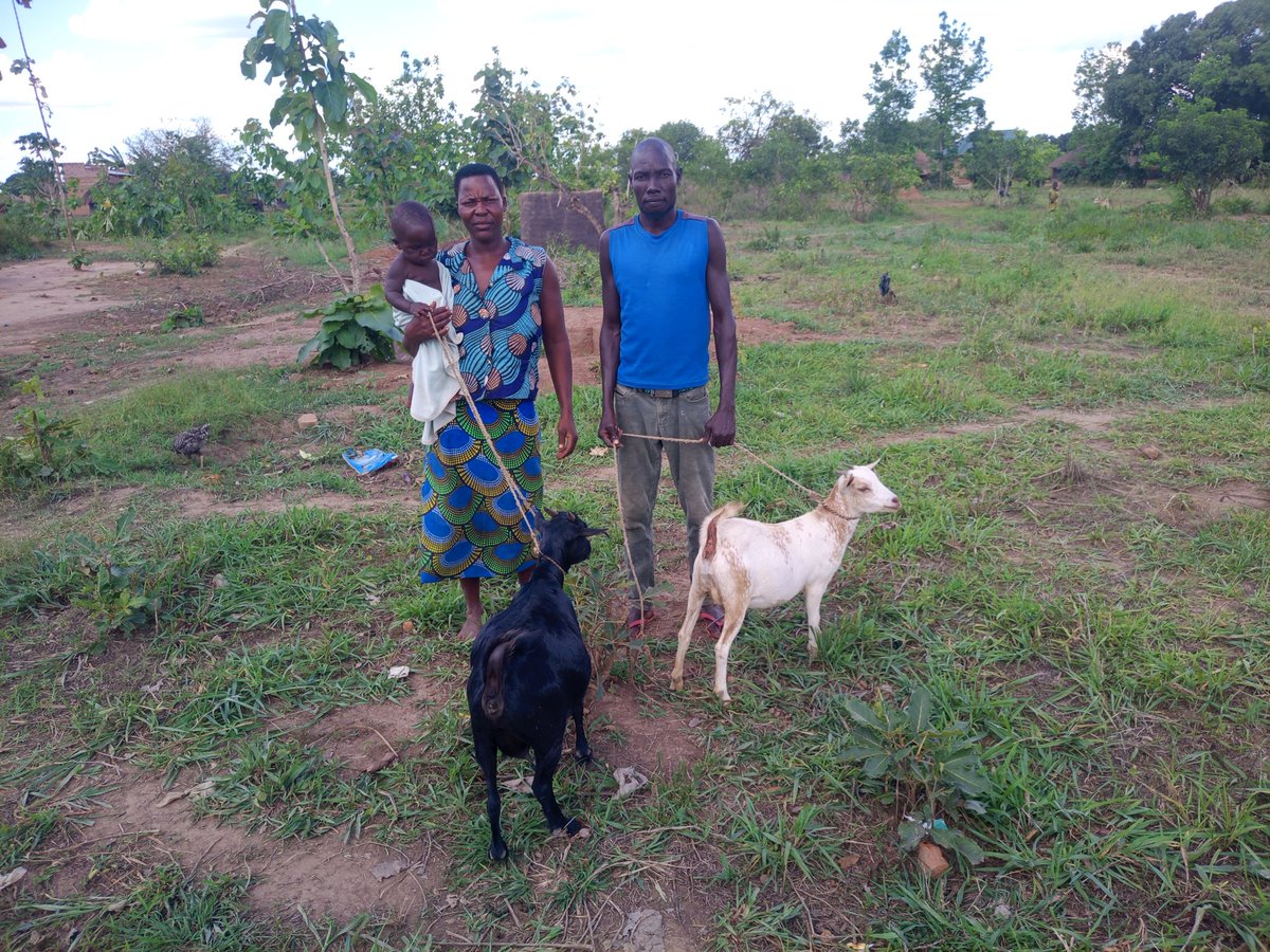 cciug's tweet photo. By investing her harvest profits into livestock, one determined mother turned a single crop into a sustainable cycle of growth. After purchasing two goats that soon multiplied, she was able to fund her children's education and support her household.
Thanks to @cciug and @suyana https://t.co/DE8LHEcMTY