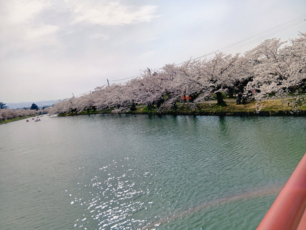 maywey7's tweet photo. 弘前のお花見行ってきました🌸🌸🌸

まだ8分咲きや七分咲き位だったけど、お天気も良くて、最高でした、
人気の黒こんにゃく、獄キミの天ぷらも美味しかったも🥳

風邪で２週間ぶりに出かけたから、特に楽しかった🥰 https://t.co/1Oam6mHfz6