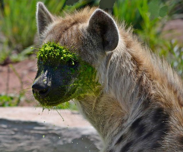 horse dentist tweet media