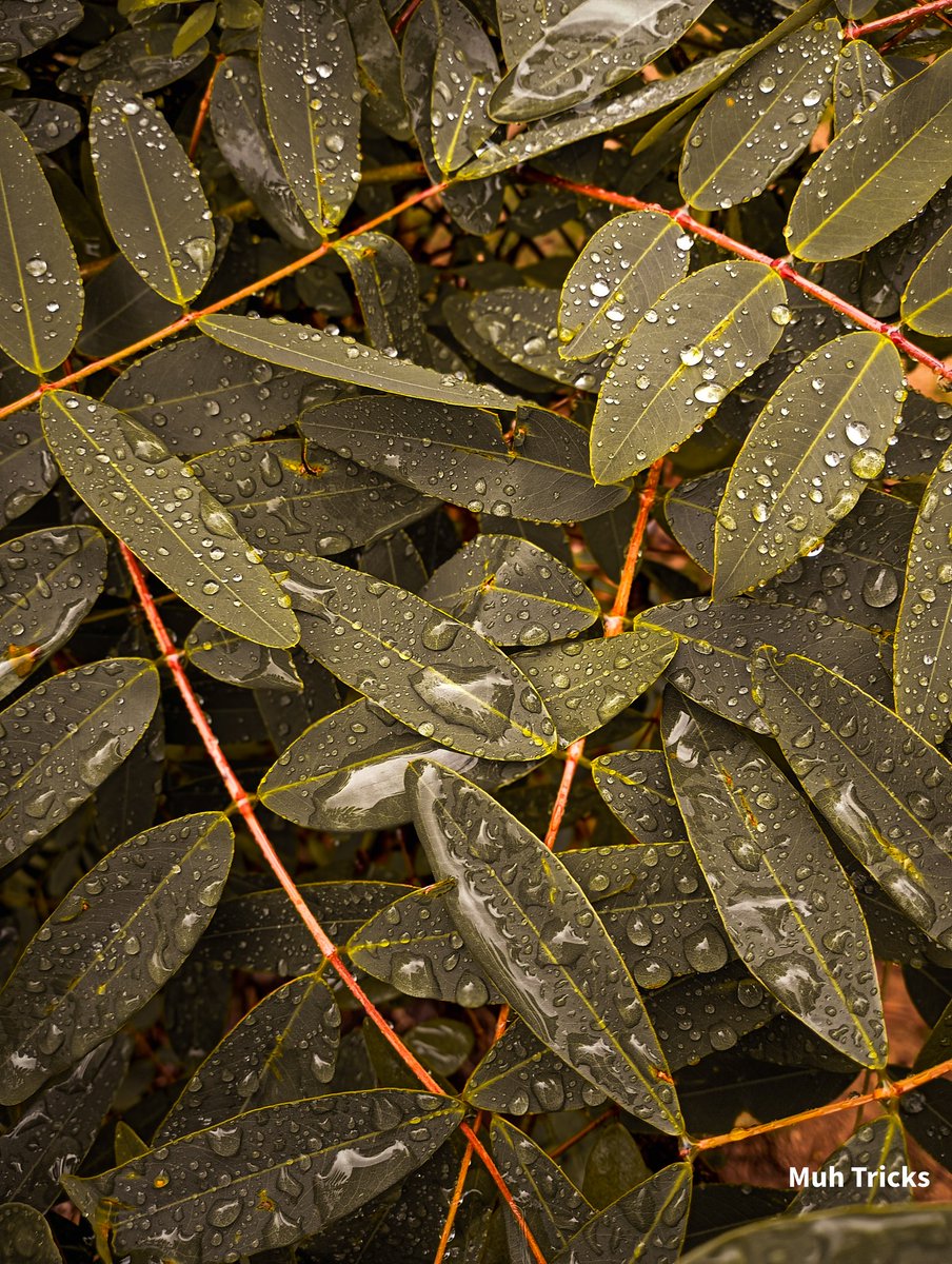 Muh Tricks 🇳🇬 tweet media