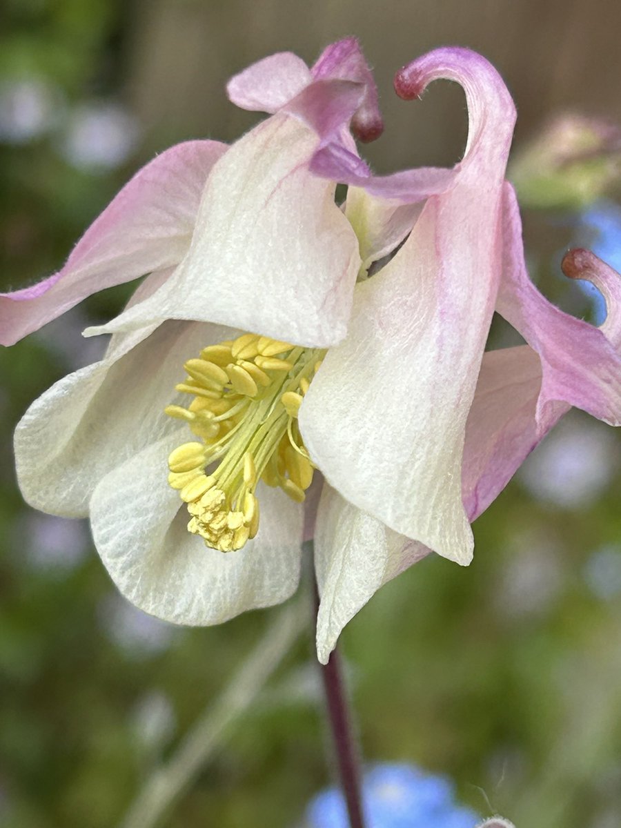 Vixyl's tweet image. Morning 👋 First of one of my fave flowers just coming out 💕  It’s bright and breezy at the moment talks of rain though, we’ll see.  Have a good un whatever you are doing 😊🌸🌿

#flowers #gardening #aquilegia