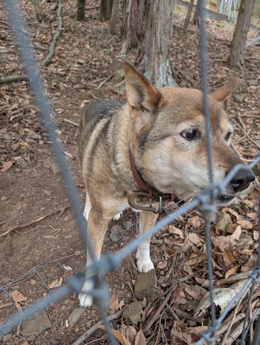 甲州市 tweet media