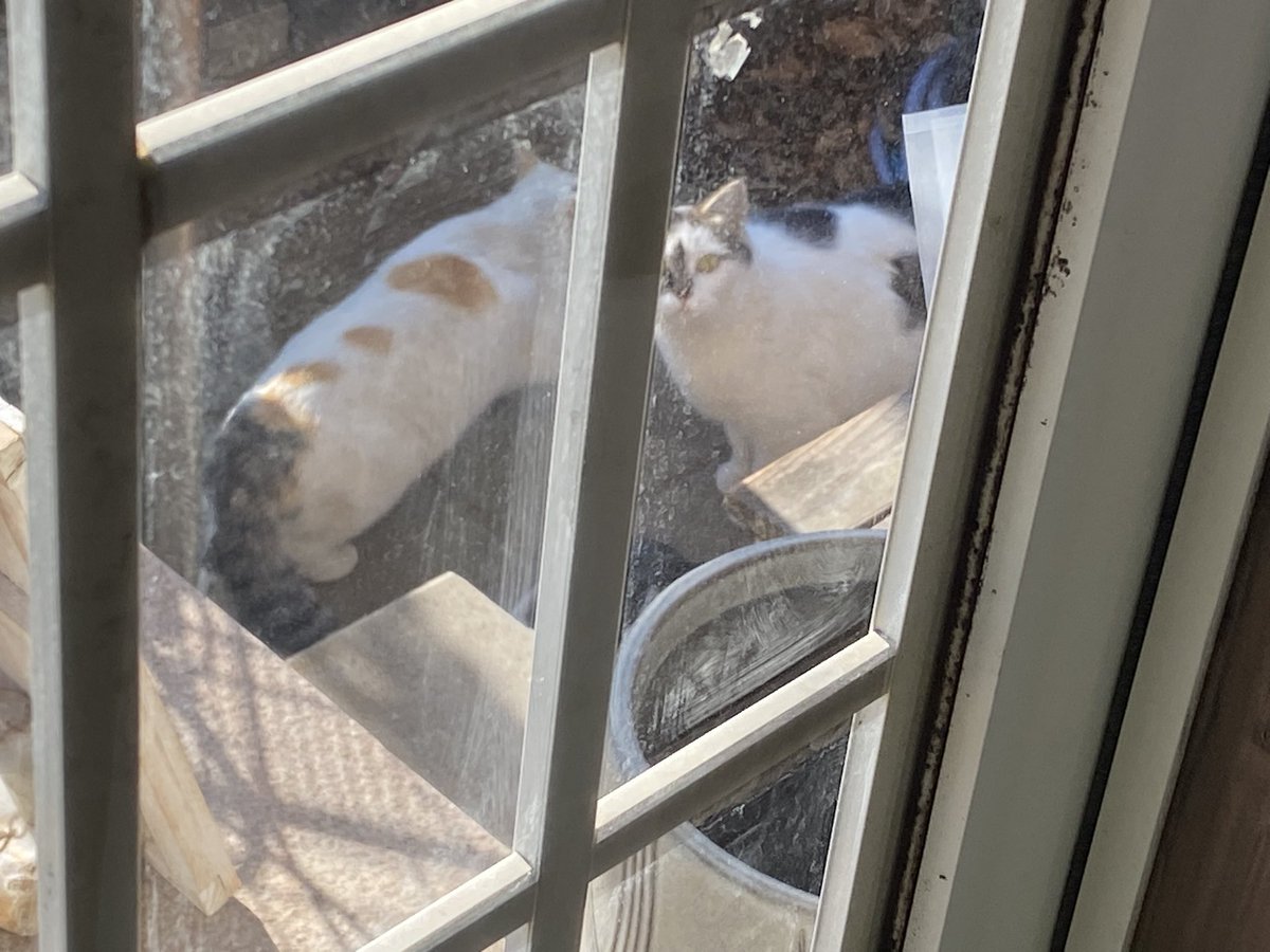 青猫あずき/Aoneko Azuki tweet media