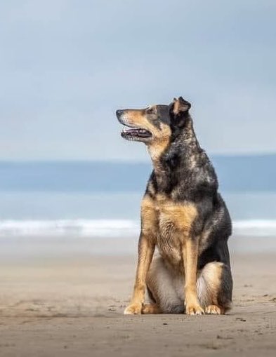 slickmick603's tweet image. It’s ThrowBackThursday which means it’s a photo of Ceri 🌈❤️🐾❤️
#ThrowBackThursday #Dogs #DogsofX #DogsofTwitter