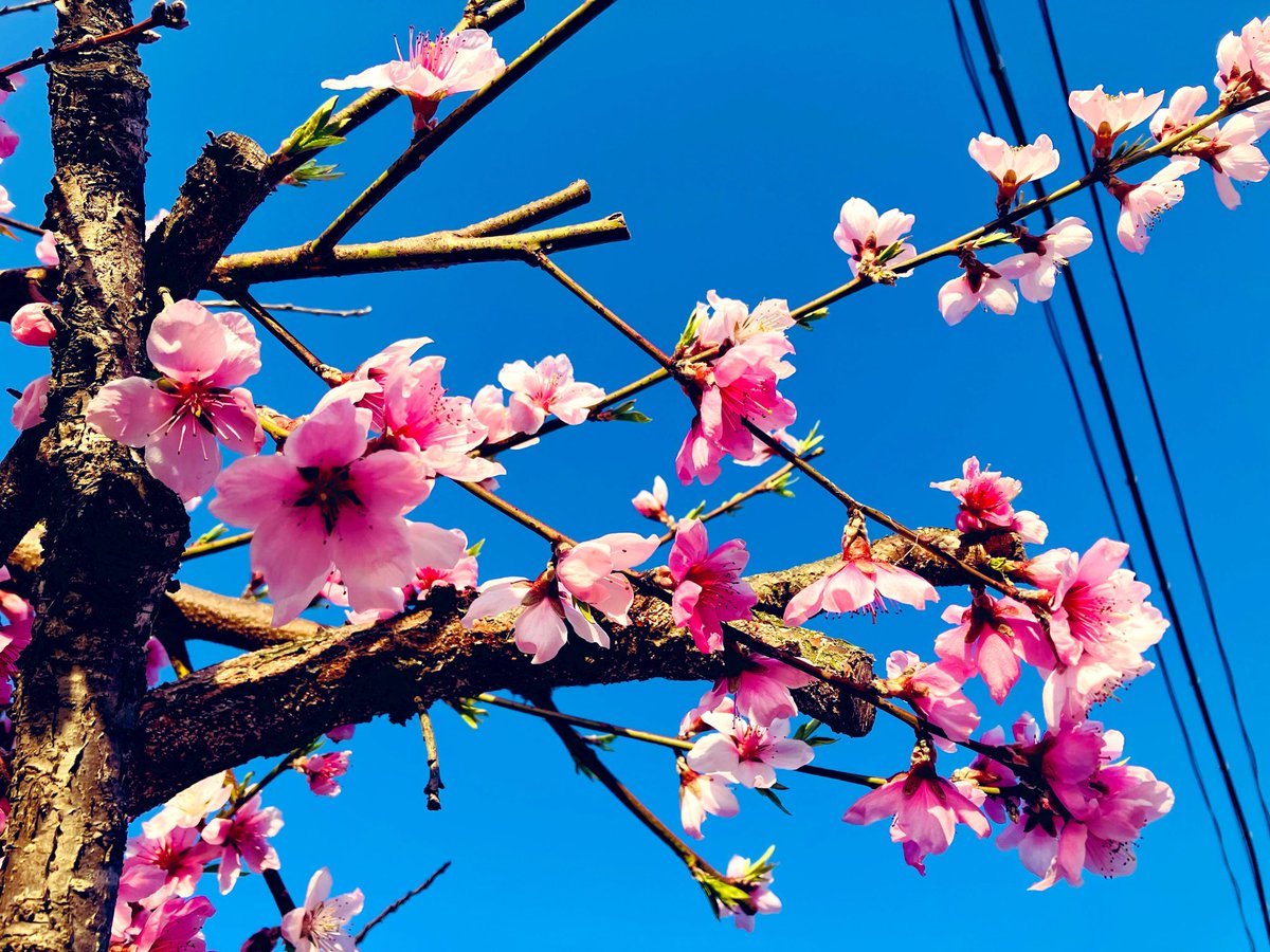LKHAZE420's tweet photo. 甘い白桃の花が咲きました🍑🌸
#いまそら
#peachtree https://t.co/sTQVMzFWA4