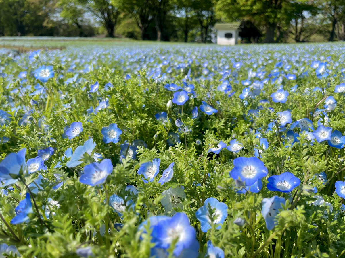 昭和記念公園セグウェイツアー【5月まで予約受付中】 tweet media