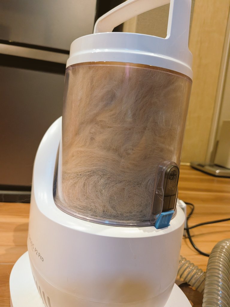 柴犬スティーブch【ｺｰｷﾞｰと猫を添えて】@YouTube tweet media