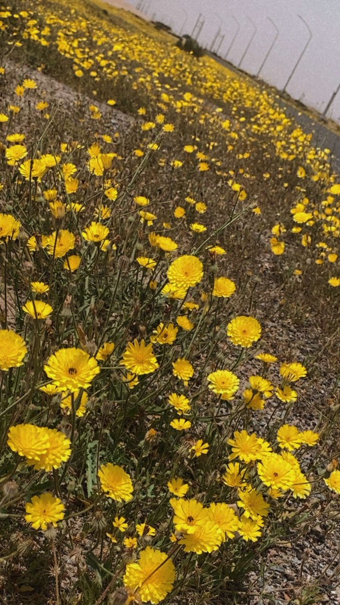 👑أنا tweet media