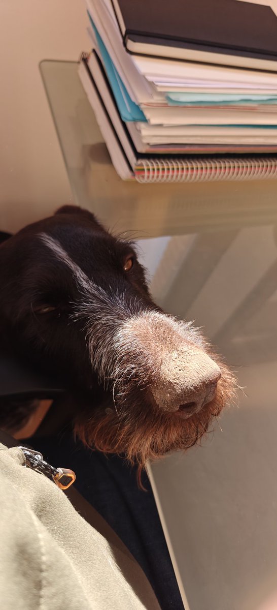 Mambrino tweet media