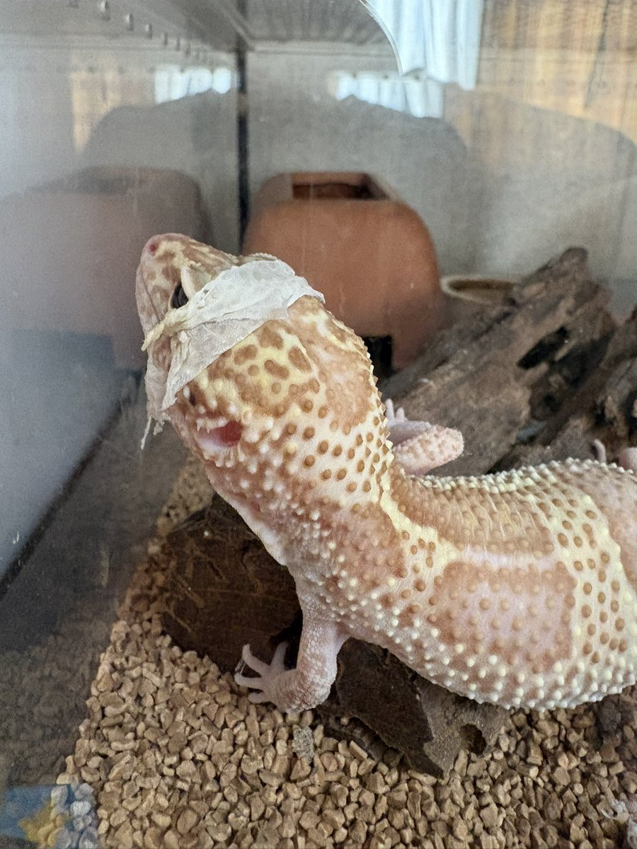 🦀ぴらふ tweet media