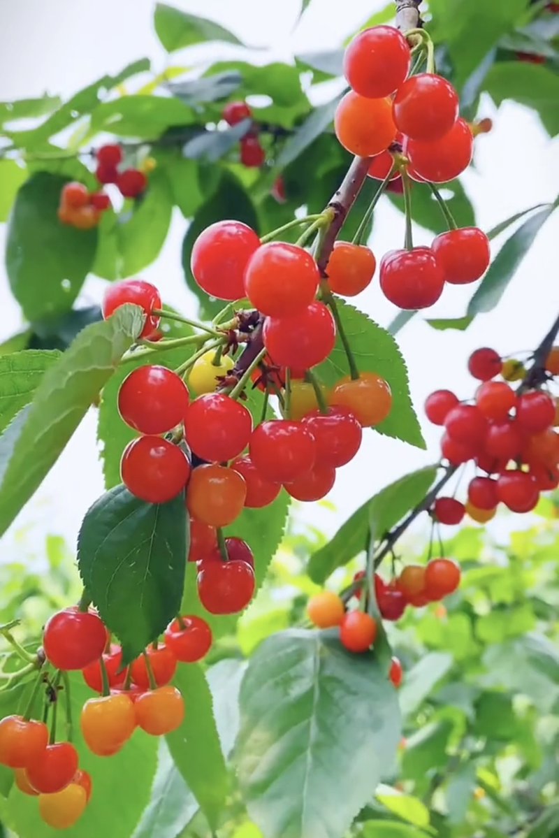 Cheryl Gresham tweet media