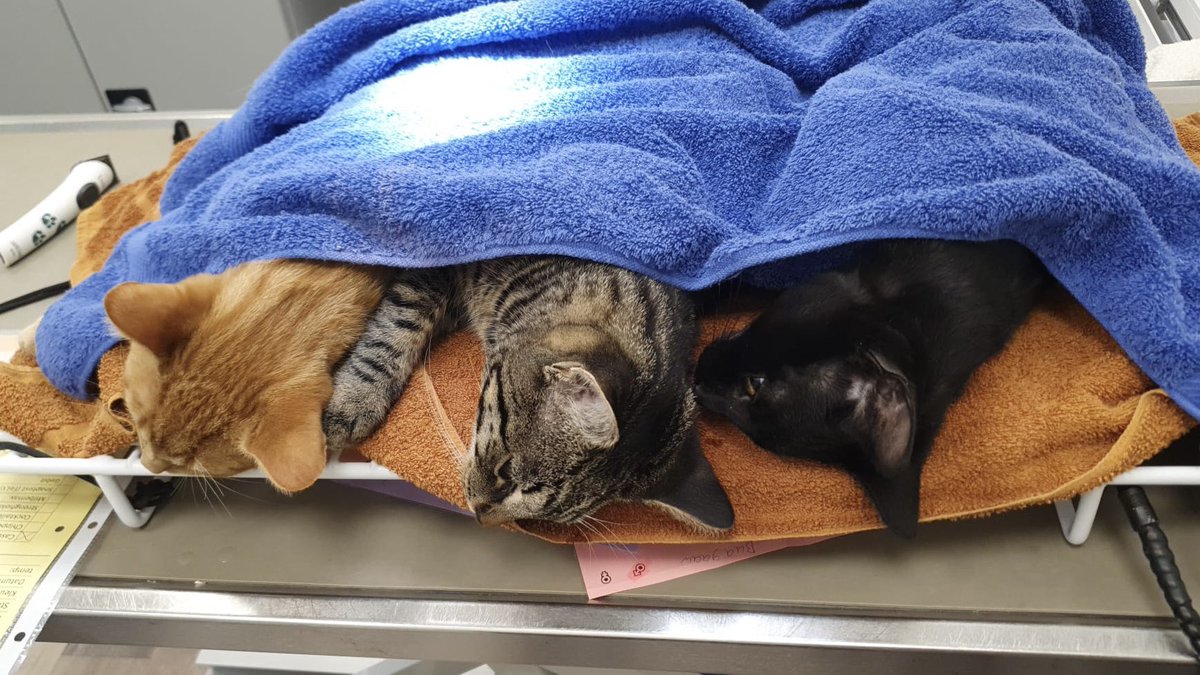 Het zonnetje schijnt, de lucht is blauw en het jachtseizoen voor ongecastreerde katers is weer geopend. Maar niet voor deze kereltjes, gelukkig! 

Wist je dat ongecastreerde katers voor meer problemen zorgen dan alleen het bezwangeren van poezen? ⬇️

#kater #poes #Amsterdam
