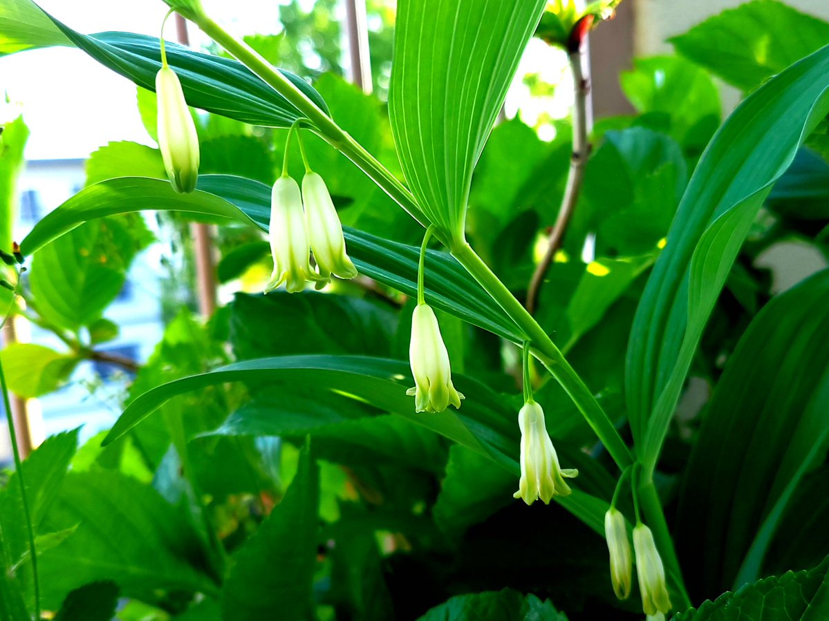 ヤノトシオ（海月） tweet media