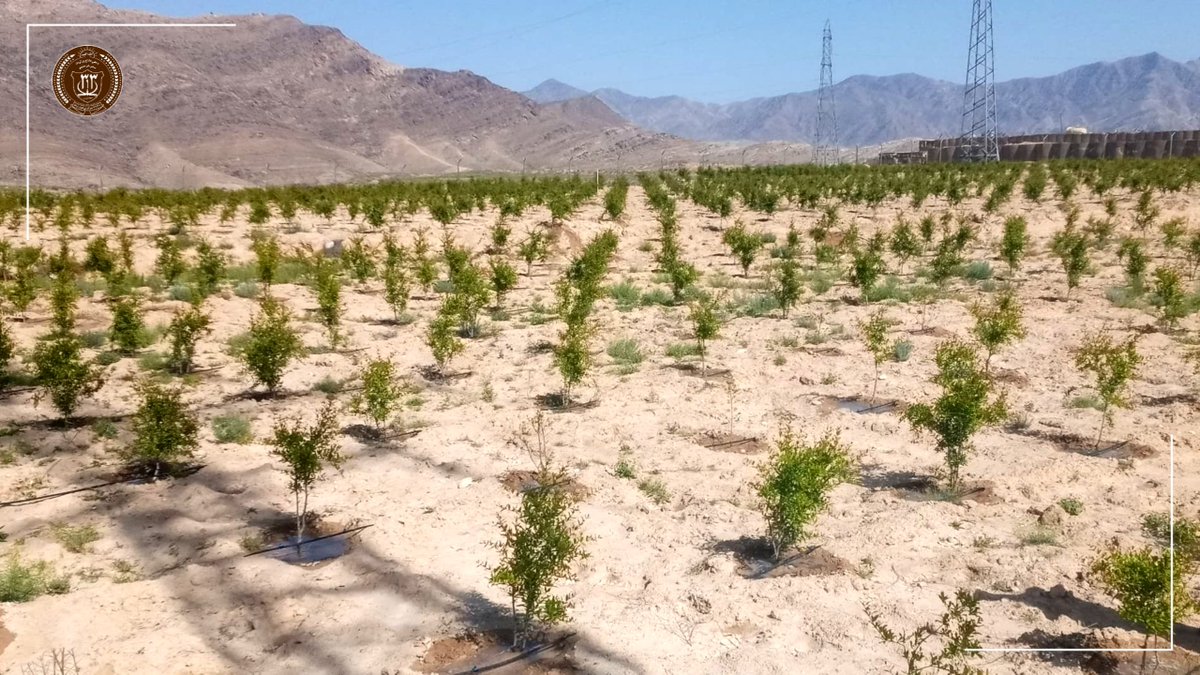 د ٣١٣ مرکزي قول اردو - قول اردوی ۳۱۳ مرکزی tweet media