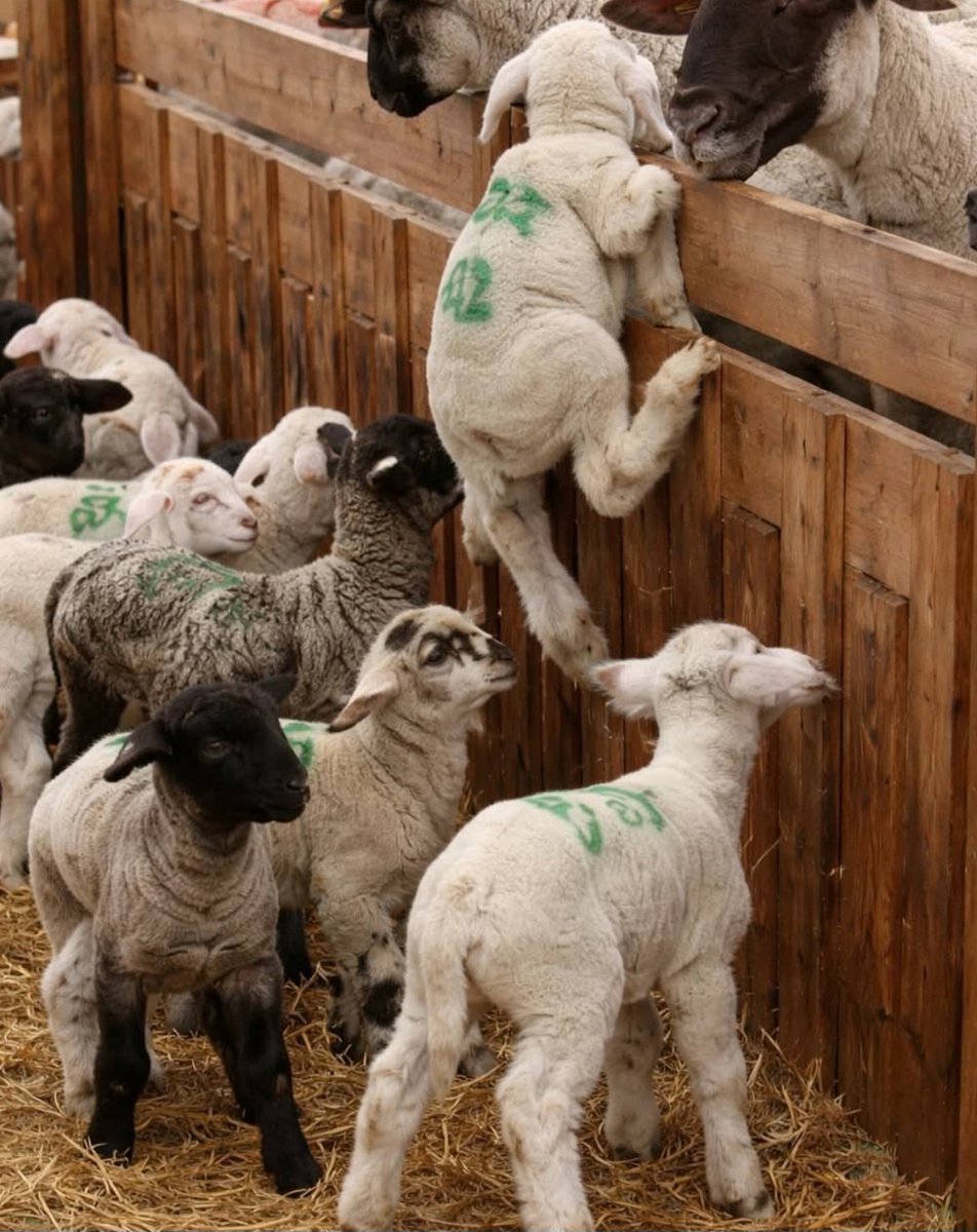 PBE 🦔🌳🐤🐾 tweet media