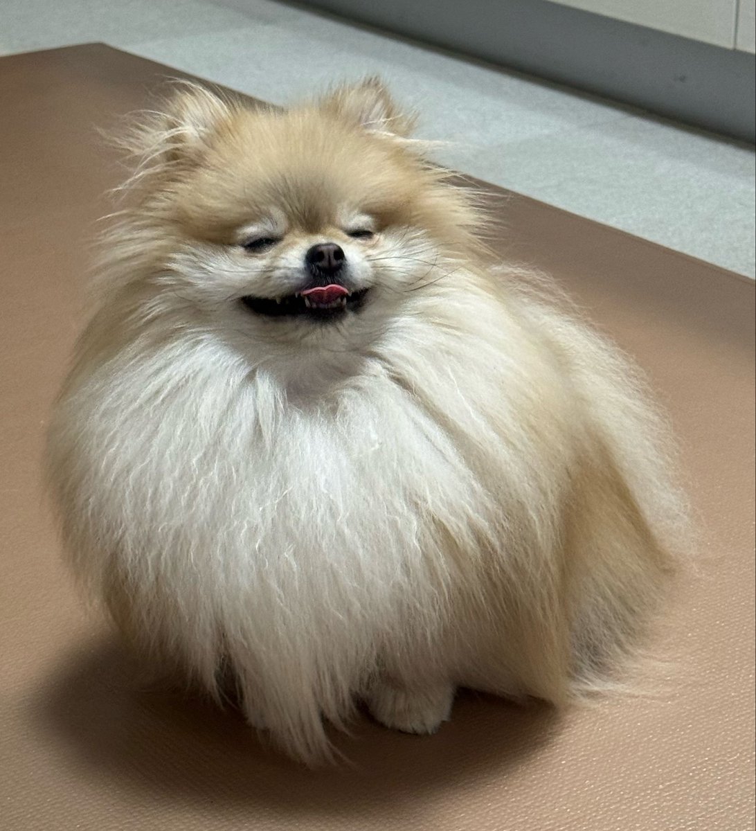 なごみ🍵ポメラニアン tweet media