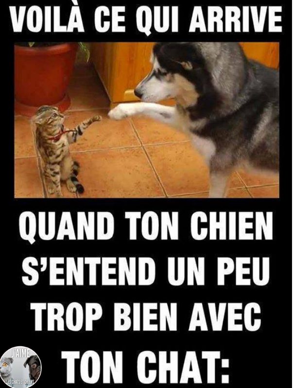 BeguinChat's tweet image. 😂🤣😂😋
 
 #chat #chats #chaton #chatons #funnycat #funnycats #felin #gato #gatos #gatto #minet #bouledepoil #kitten #kitty #mdr #lol #marrant #humourchat #humourchats #chatdrole #katze #rigolo #marrant