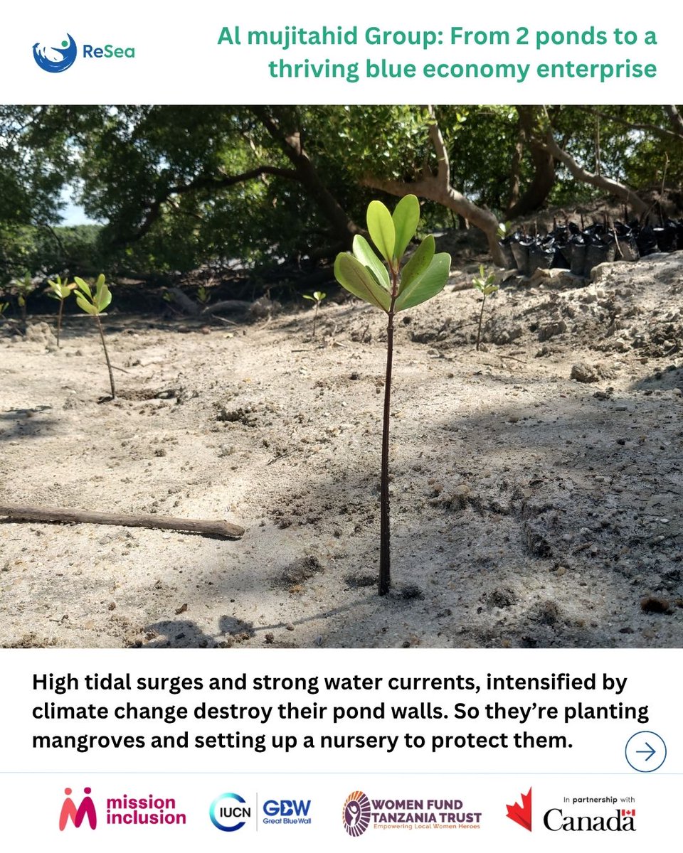 resea_project's tweet photo. From 2 ponds to a diversified blue economy enterprise, Al Mujitahid shows how mentorship, income growth, and 10,000 mangroves build resilience.
#ReSeaProject #RegenerativeBlueEconomy #InclusiveClimateAction #GreatBlueWall
@CanadaDev https://t.co/yFc2sJQlvI