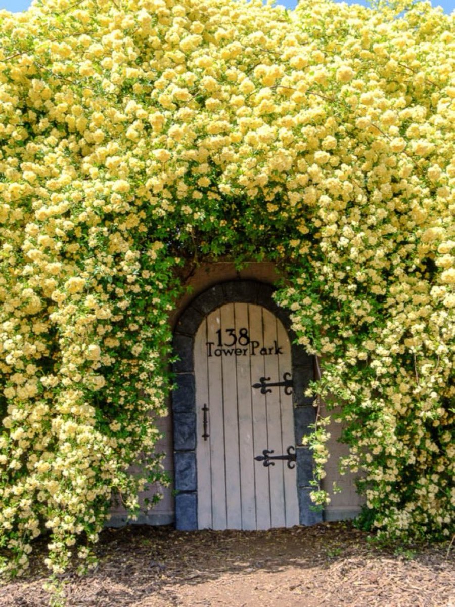 𝚖𝚘𝚖𝚘𝚝𝚊𝚗 ☪︎☄︎𝚙𝚑𝚘𝚝𝚘 tweet media