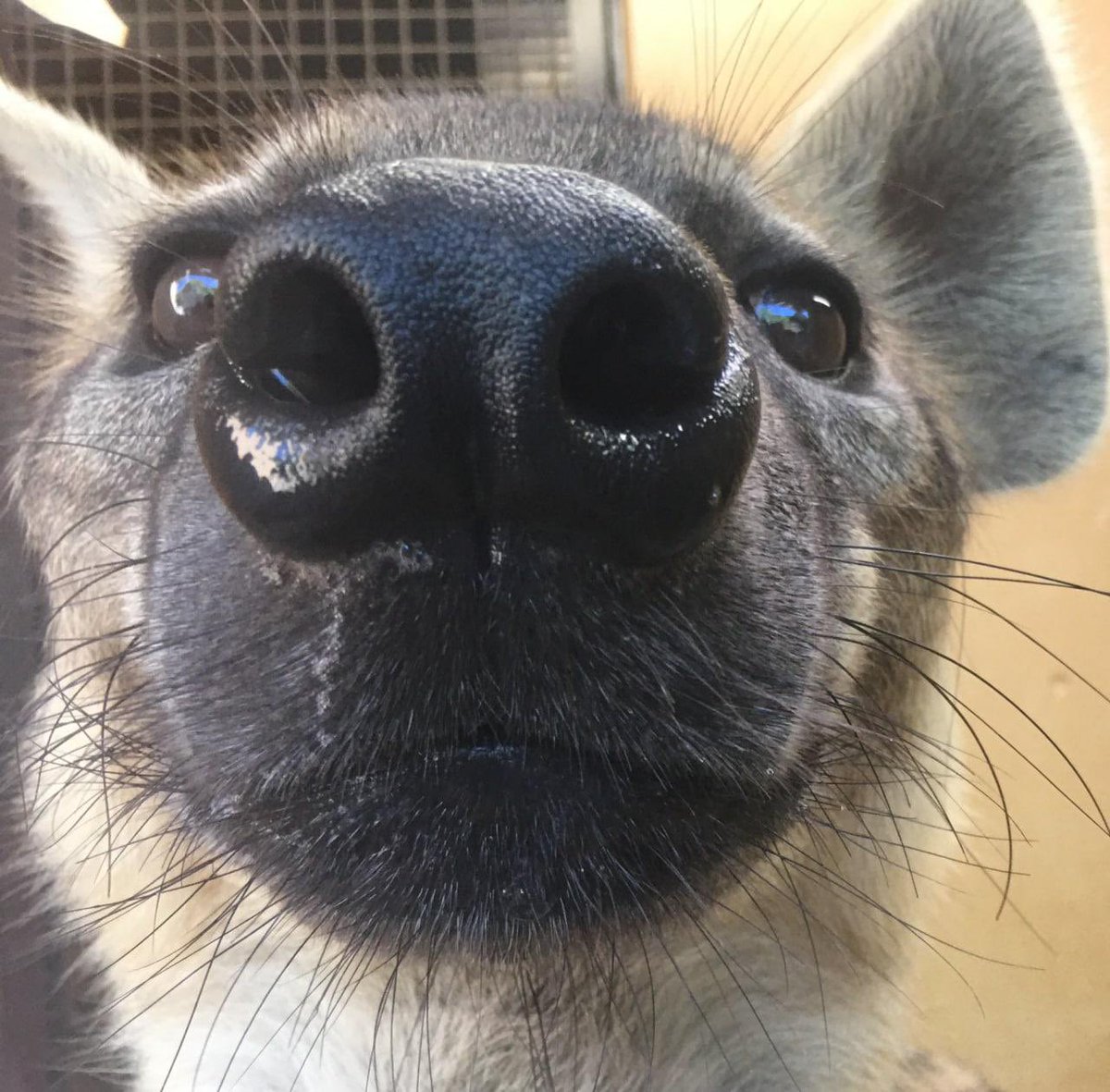 Hime🔞 Comms Closed! tweet media