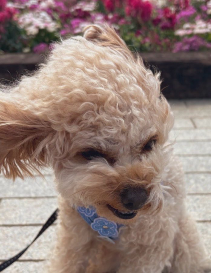 トイプードルのからあげちゃん tweet media