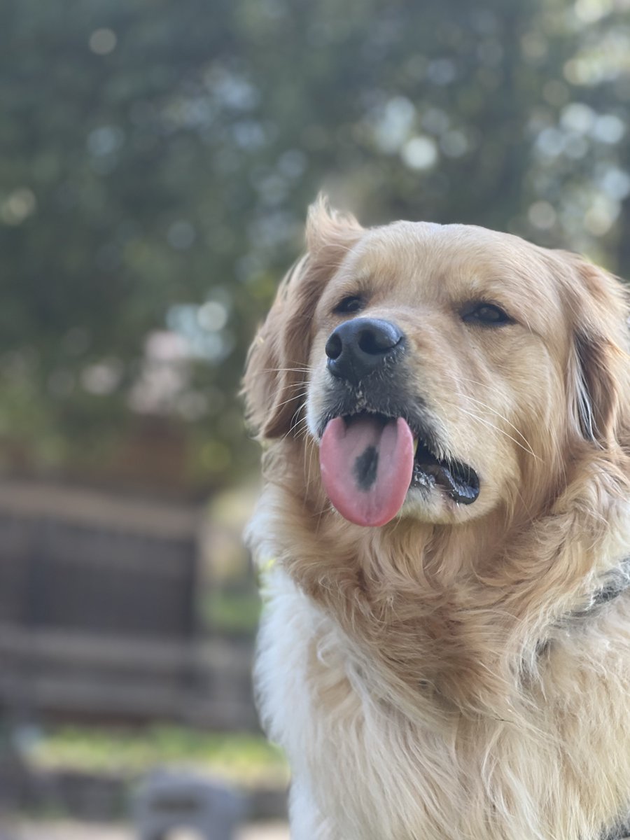 いざや tweet media