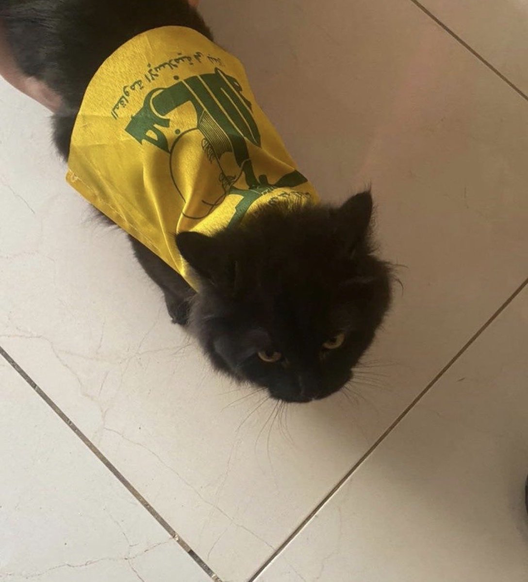 Zuko ⵣ tweet media