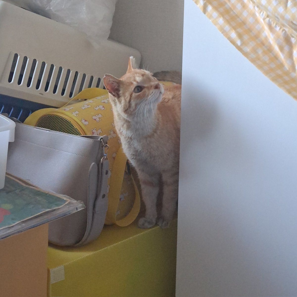 🐶가족찾는중🐶 행복한 웅이 tweet media