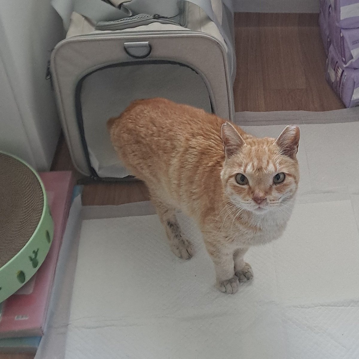 🐶가족찾는중🐶 행복한 웅이 tweet media