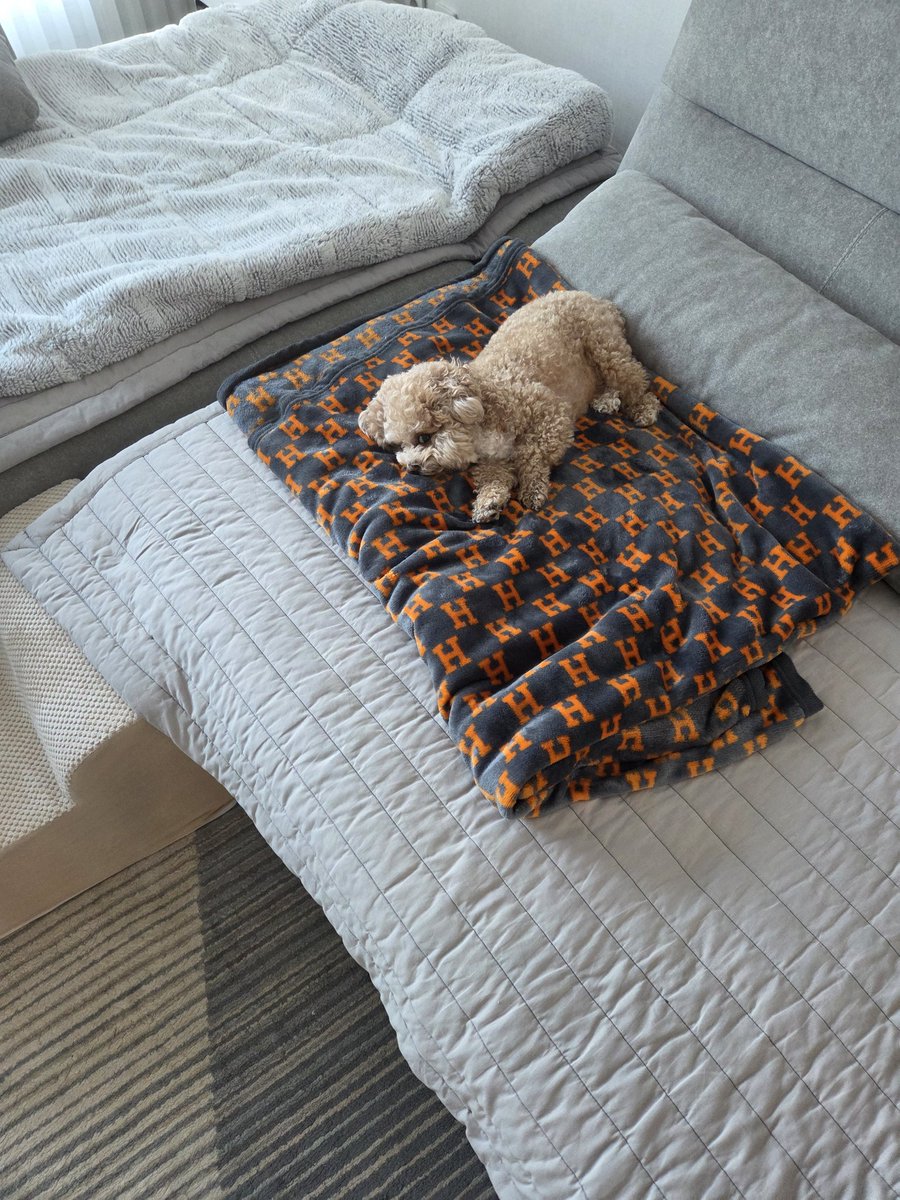 여름같은 날씨지만 푹신한게 좋은 강아지
이미 스스로 푹신하지만...