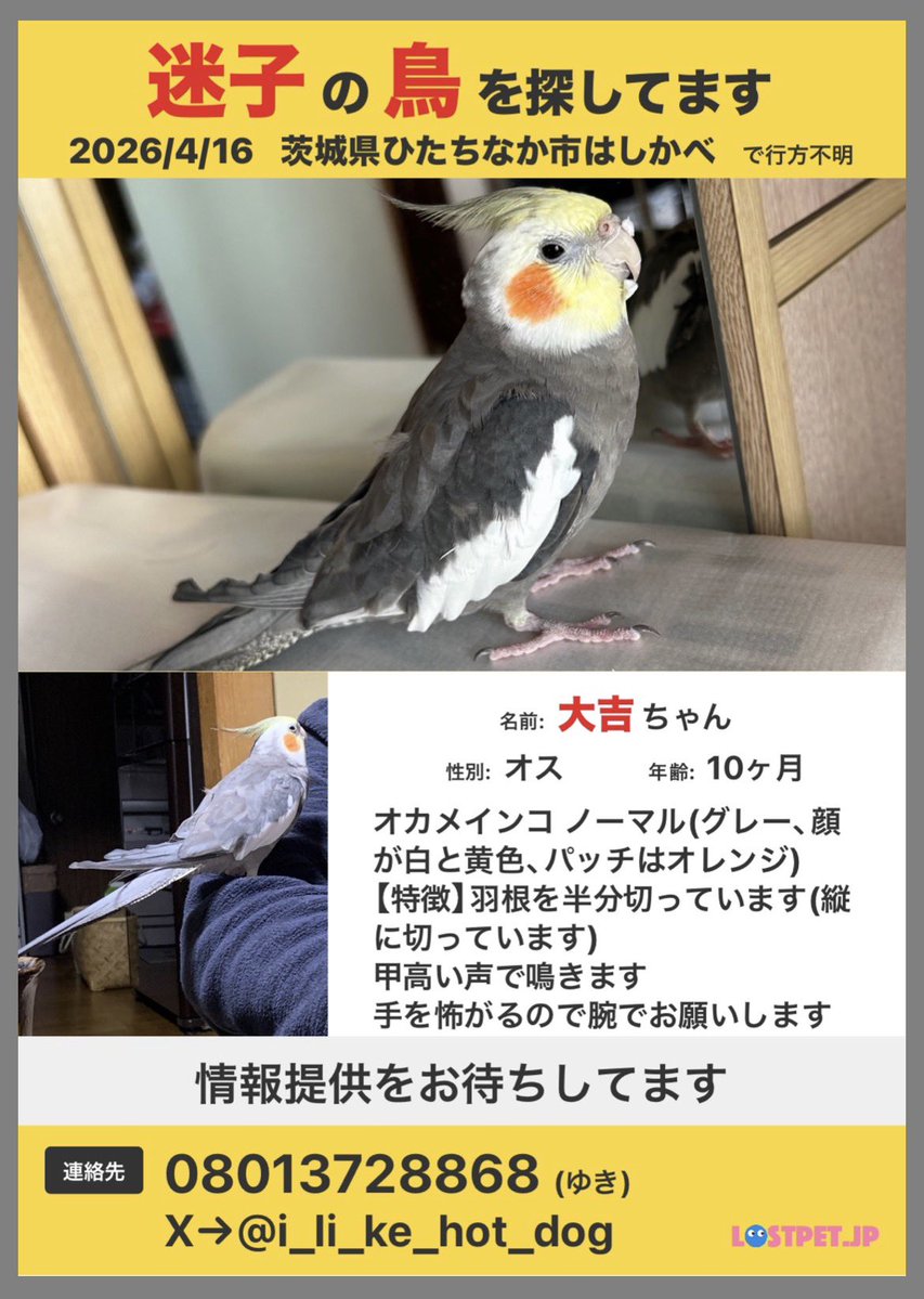茨城でオカメインコ探してます tweet media
