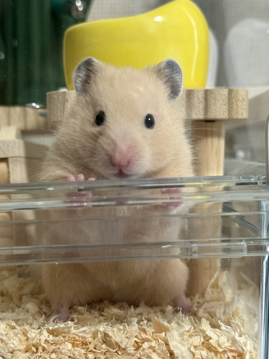 ほたて🐹 tweet media