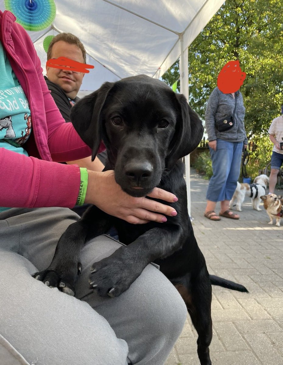 Milch Schnitte tweet media